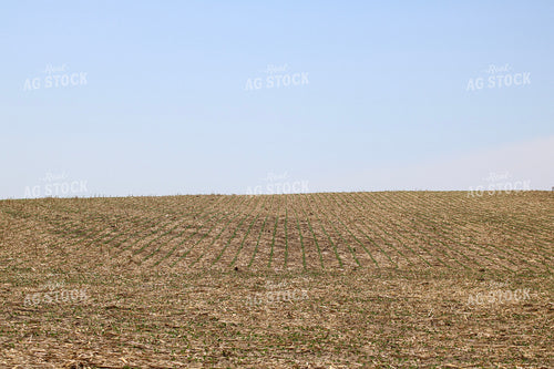 Early Growth Soybean Field 82376