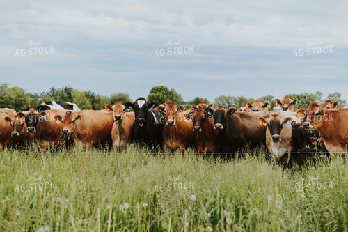 Jersey Cattle in Pasture 68110