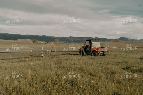 Side by Side in Pasture 58214