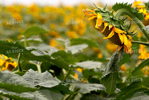 Sunflowers 141715
