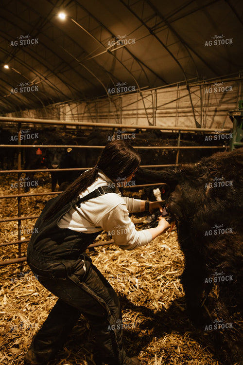 Female Farmer Pulling Calf 67589