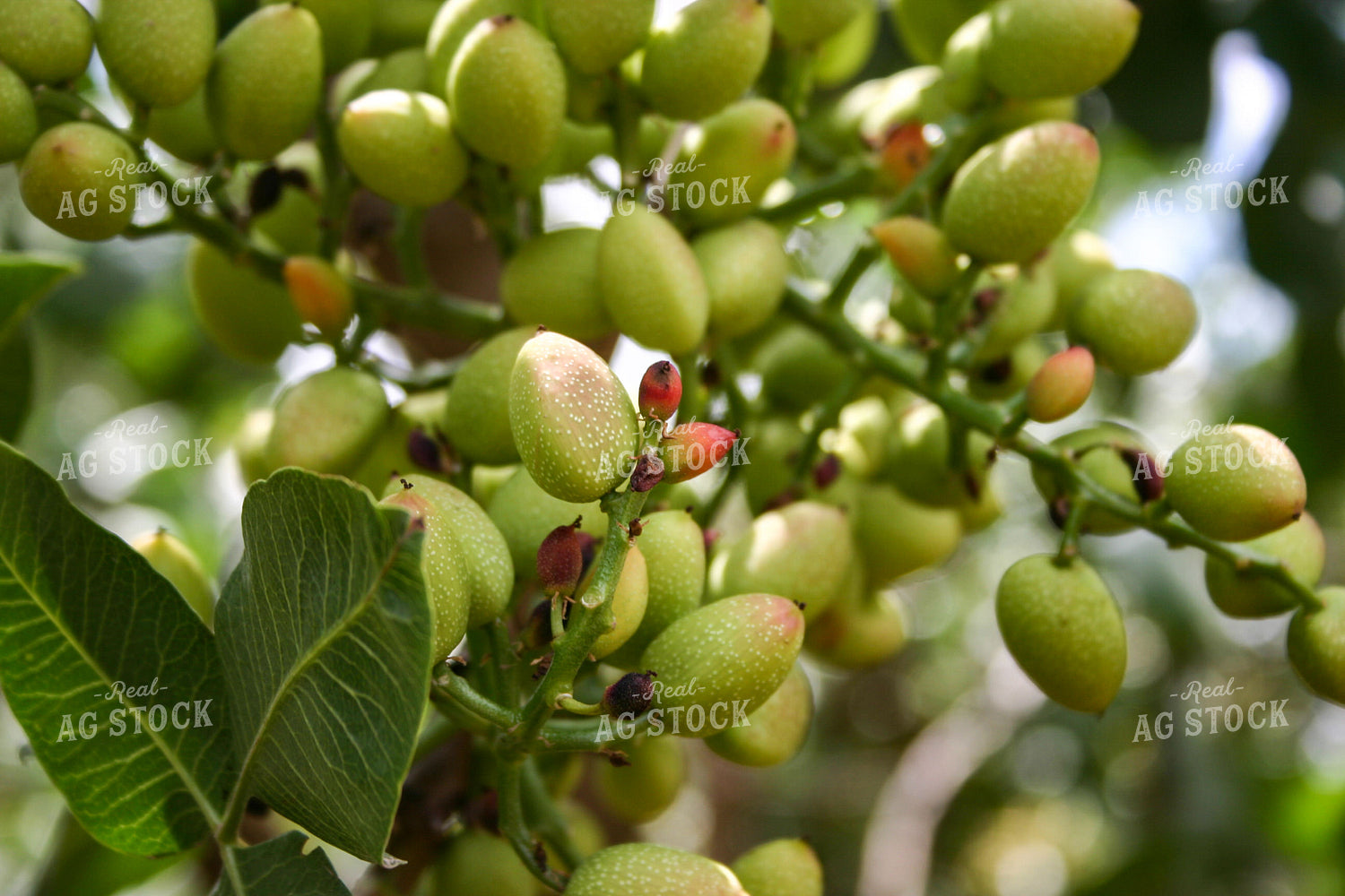 Pistachios 188059