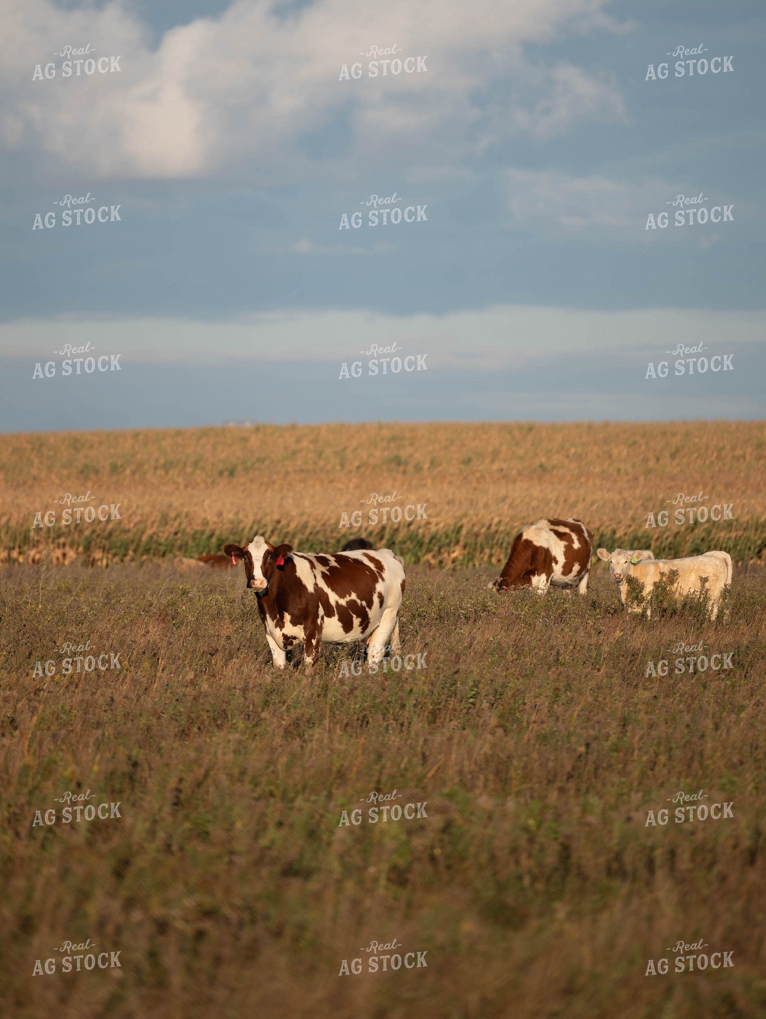 Cattle on Pasture 185033