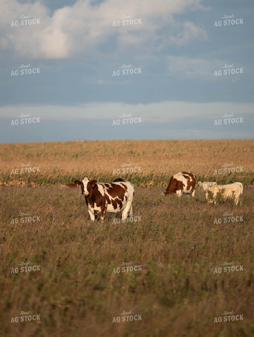Cattle on Pasture 185033