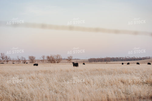 Angus Cattle Grazing in Pasture 68024