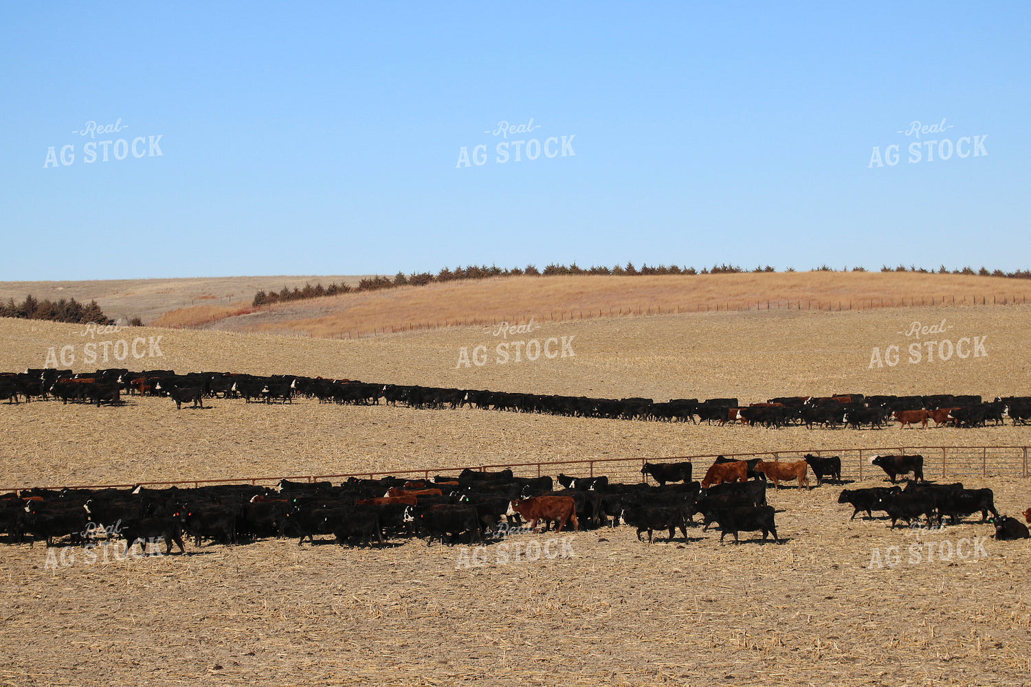 Angus Cattle on Pasture 82208