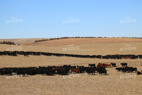 Angus Cattle on Pasture 82208
