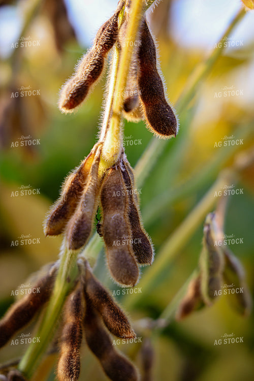 Semi Dried Soybeans 160293