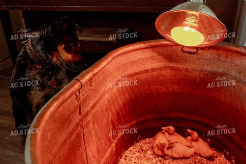 Dog Looking at Ducklings 58043