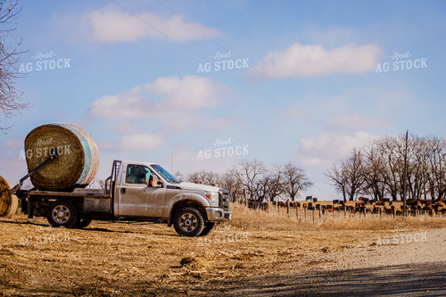 Feeding with Bale Bed Truck 214089