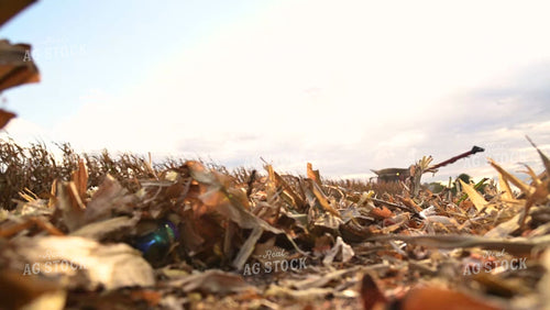 Harvesting Corn on Flat Ground - 478