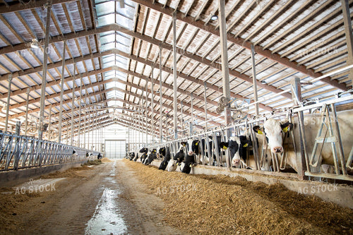 Holstein Dairy Cows in Freestall Barn 55025