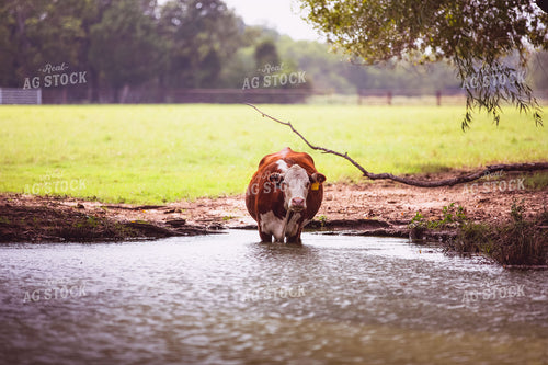 Hereford Cow in Water 81055