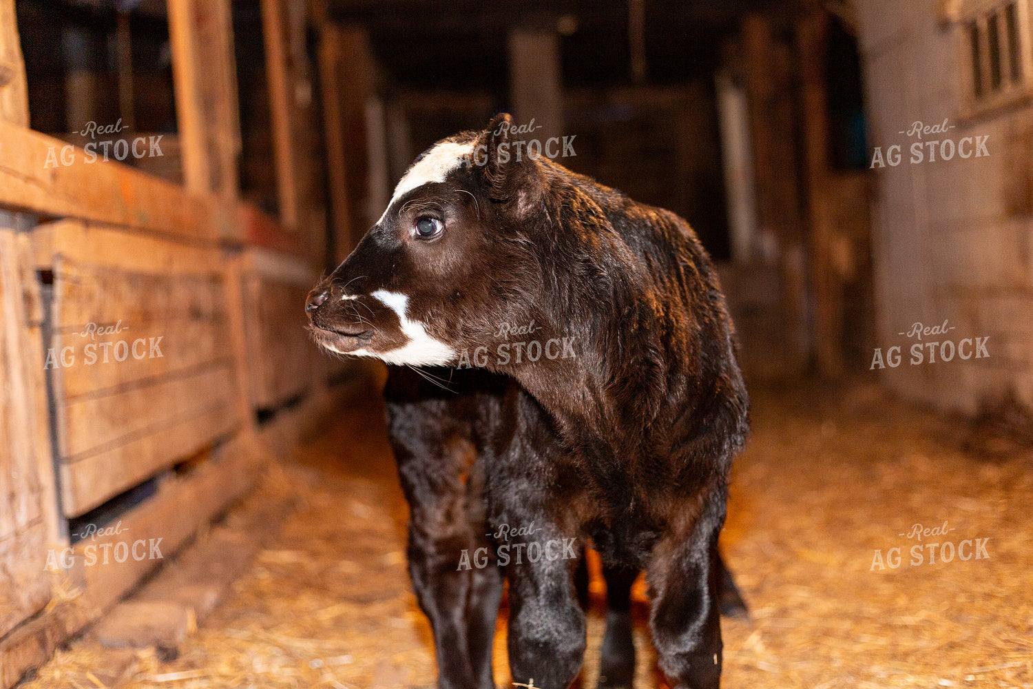 Calving Season 155536