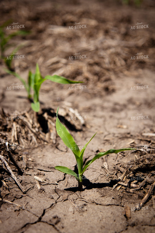 Early Growth Corn 67718