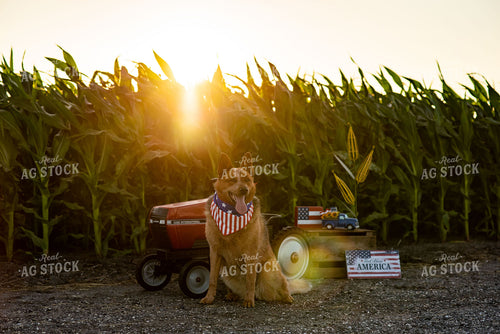 Farm Dog by Pedal Tractor in Midseason Corn Field on Fourth of July 136064