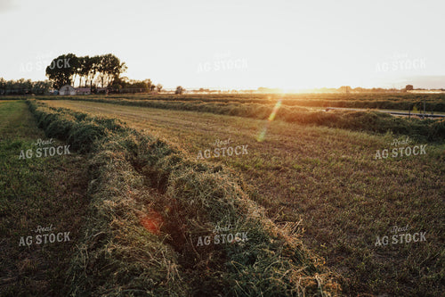 Cut Alfalfa 83146