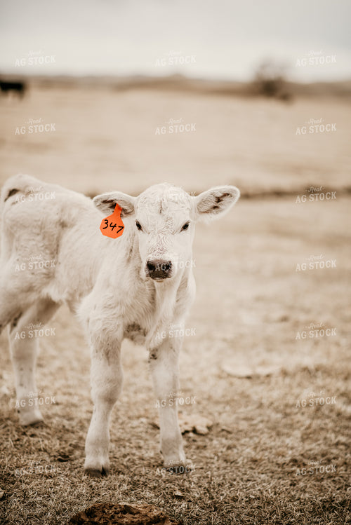 Charolais Calf in Pasture 54001
