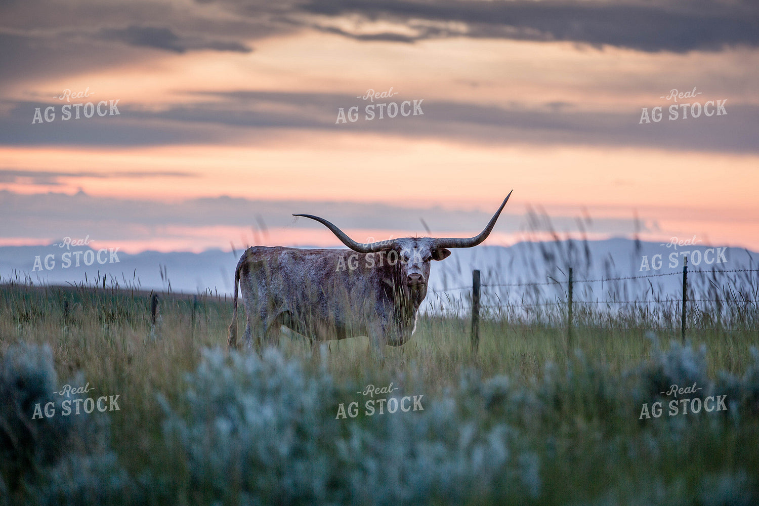 Longhorn Cattle on Pasture 81151