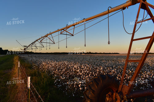 Irrigated Cotton Field 149000