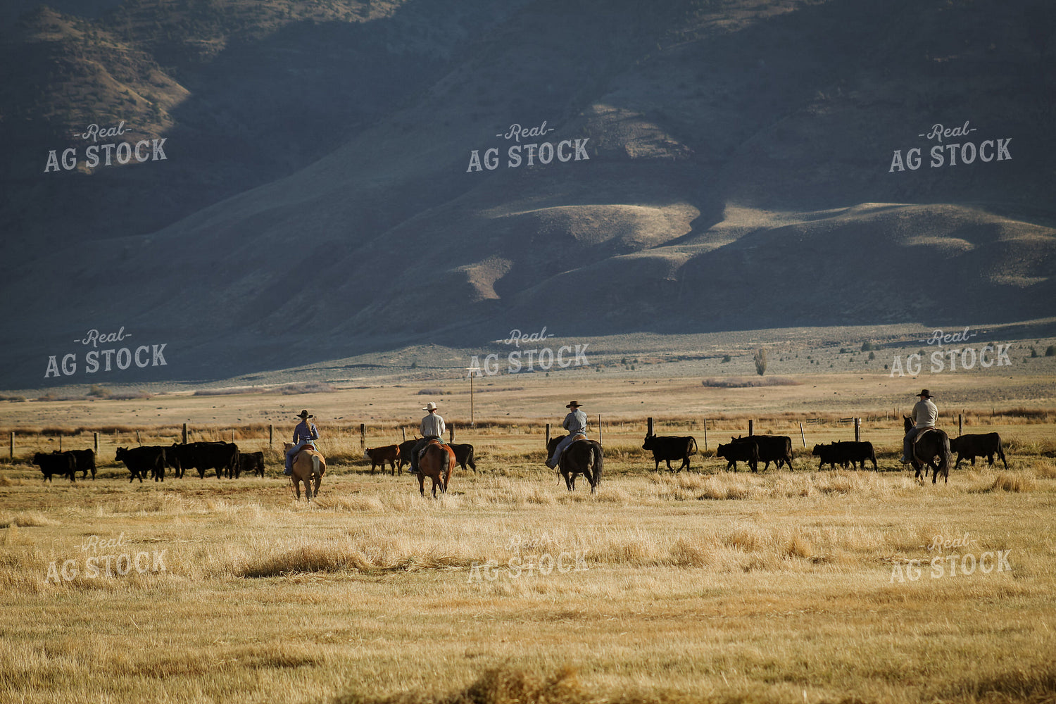 Ranchers Moving Cattle on Horseback 78194