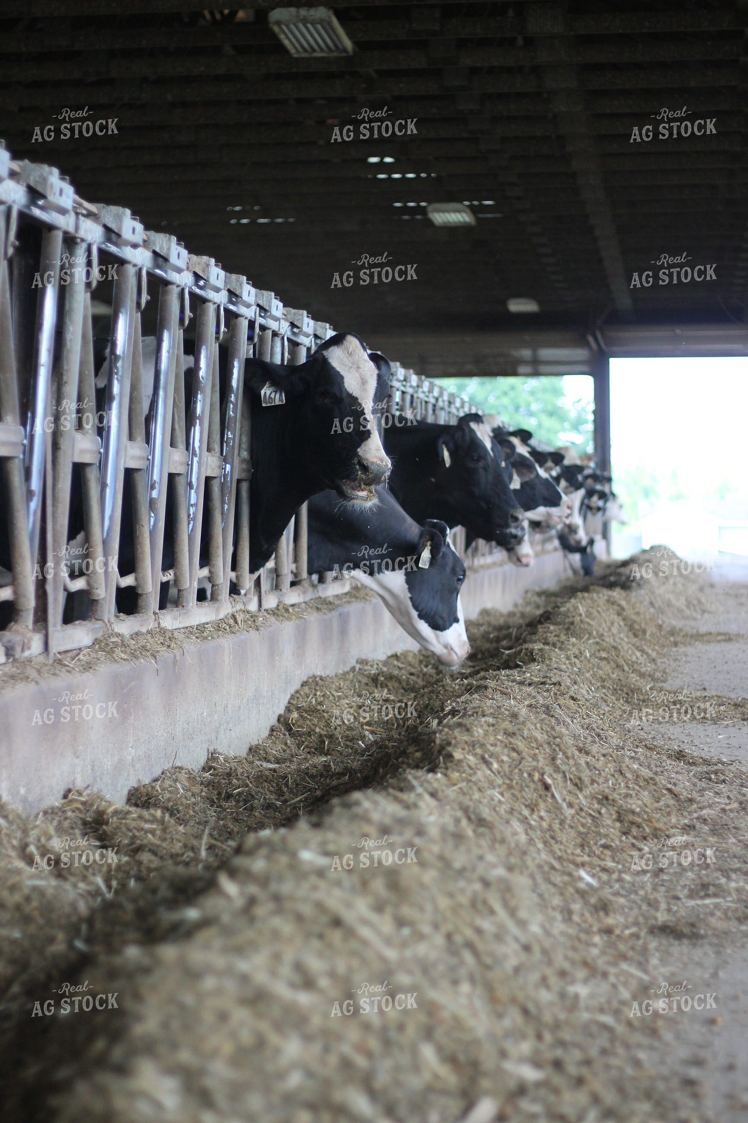 Dairy Cattle Eating 73036