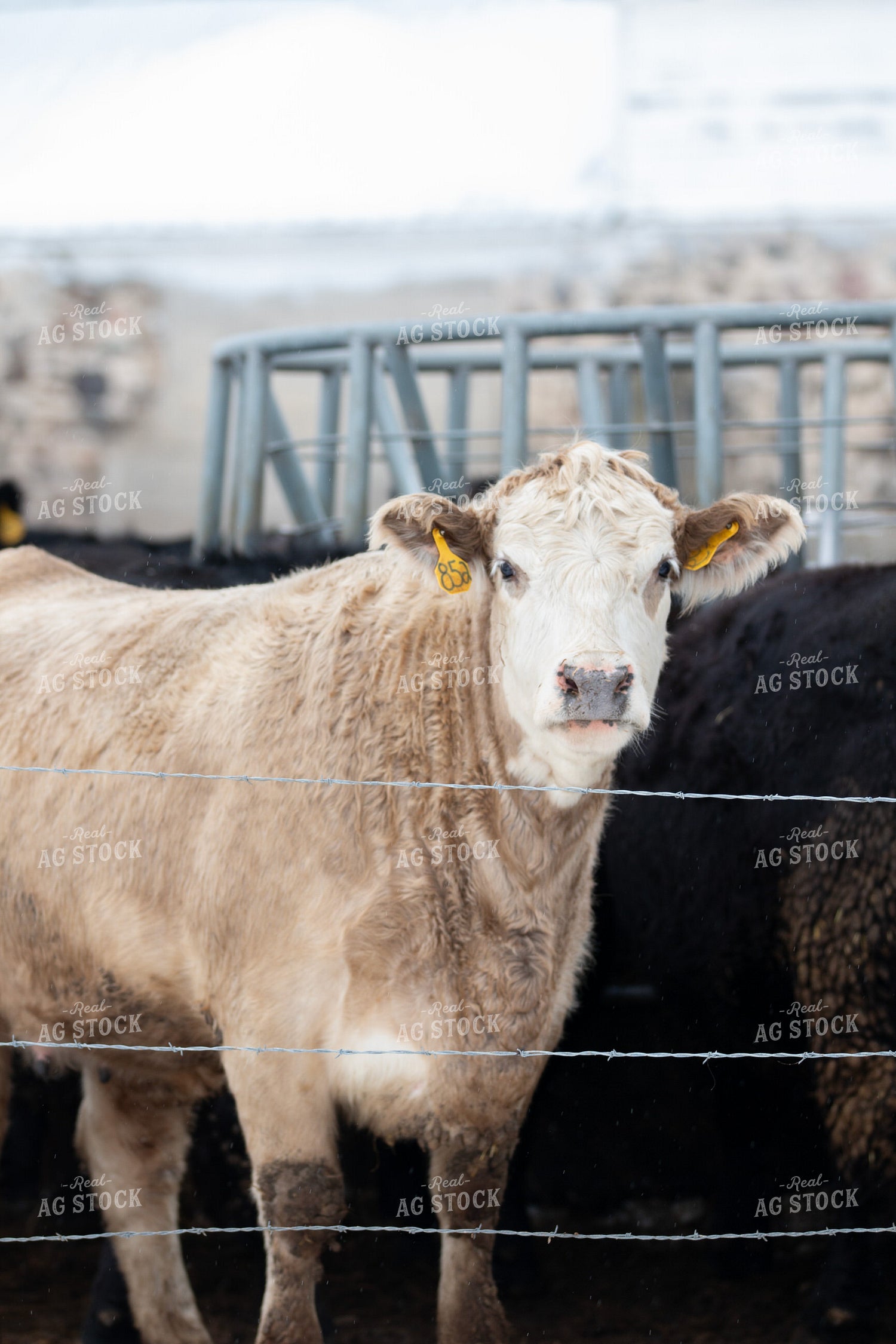 Charolais Cattle 157275
