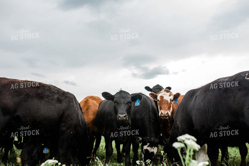 Cow Herd in Green Pasture 53045