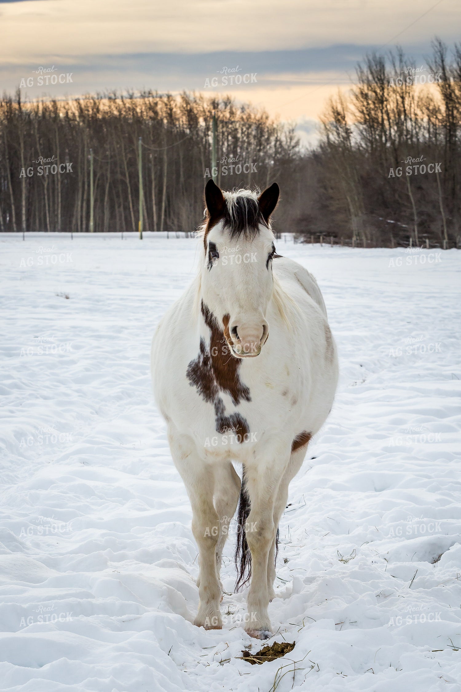 Horse in Snowy Pasture 138057