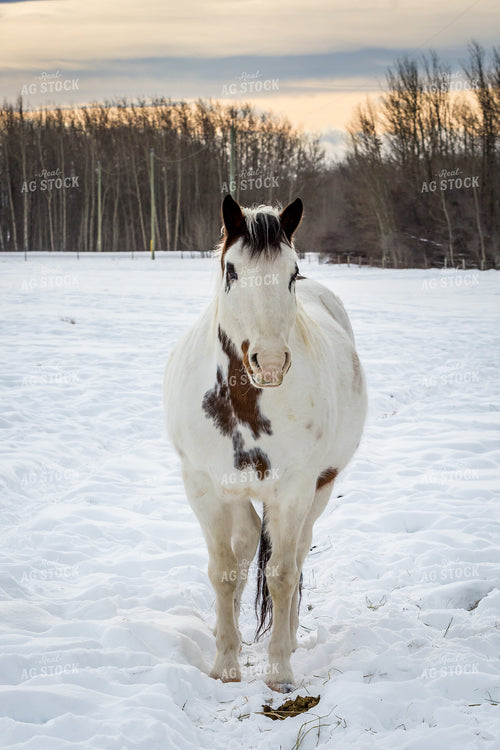Horse in Snowy Pasture 138057