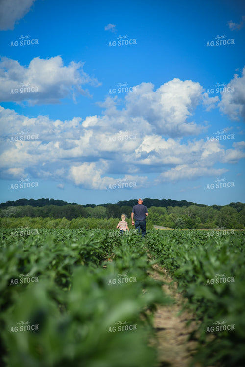 Tissue Sampling Corn 191138