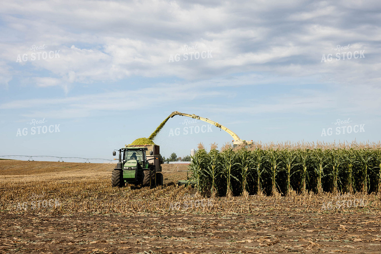 Chopping Corn Silage 296002