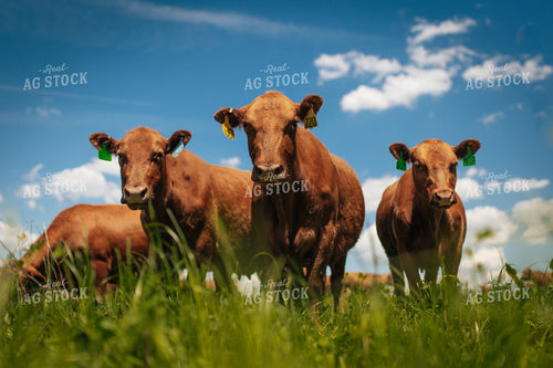 Red Angus Cattle 250056