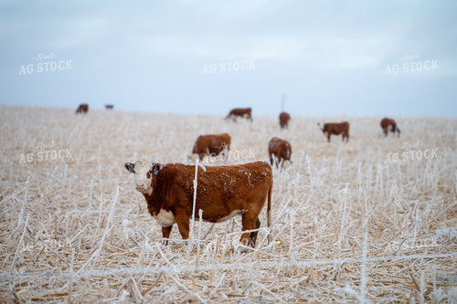 Hereford Cattle on Cornstalks 212178