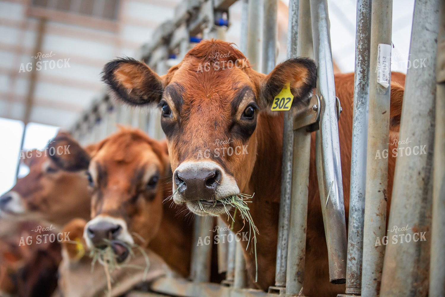 Jersey Cattle Eating in Barn 270477