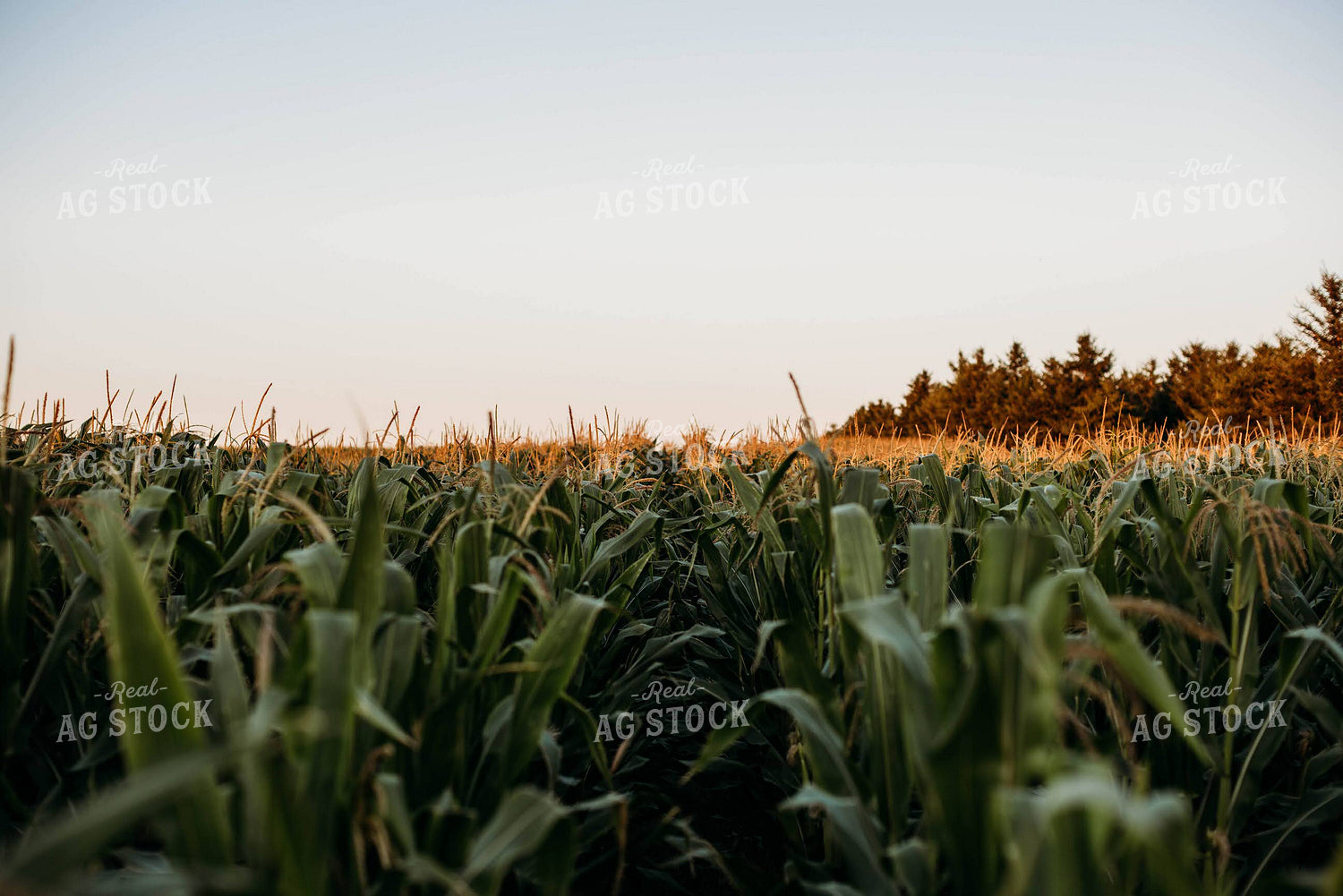 Corn Tassels 152211