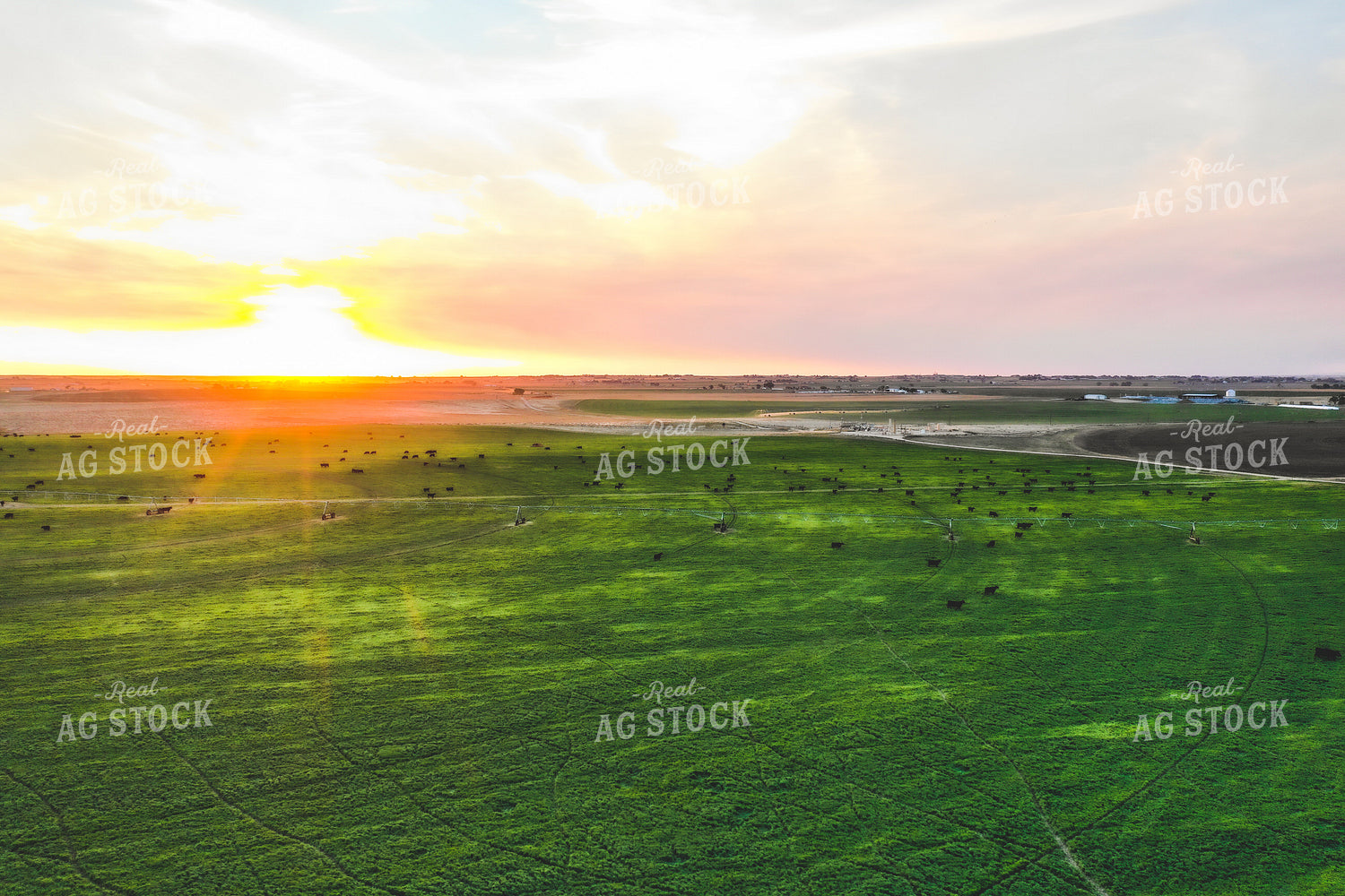 Cattle on Irrigated Pasture 56032