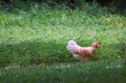 Chicken 173010