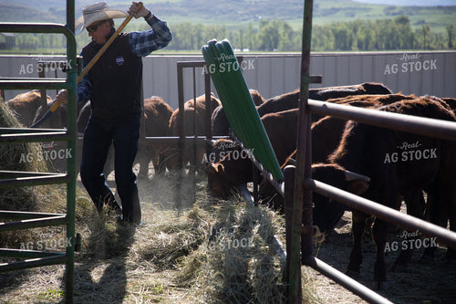 Rancher Feeding Hay to Cattle in Feedyard 117029