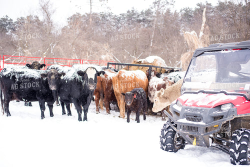 Cows in Snow with Four Wheeler 74039