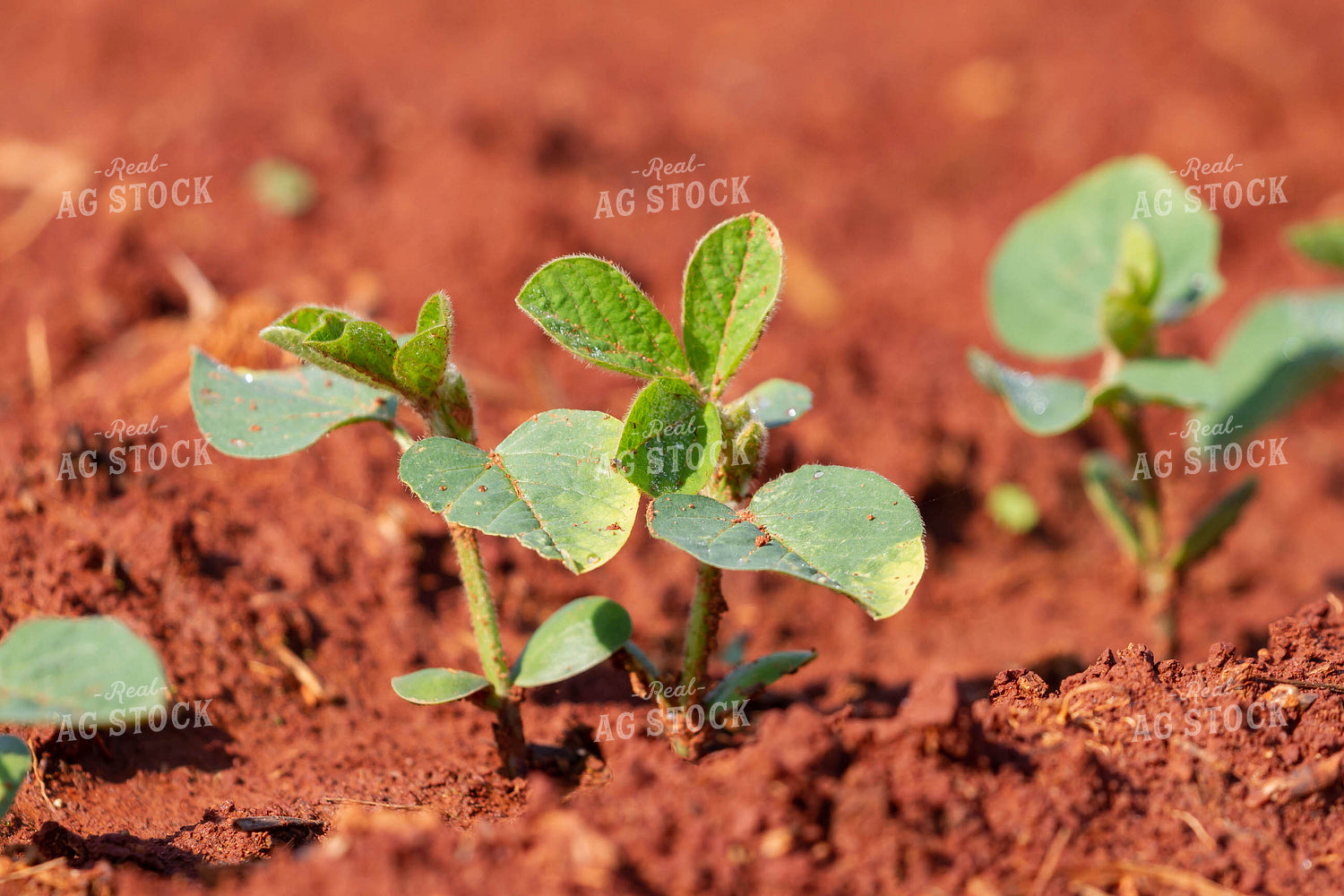Soybeans Emerge in Field 79289