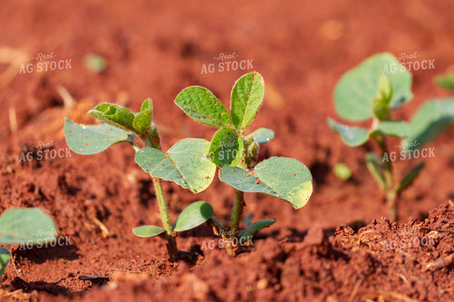 Soybeans Emerge in Field 79289