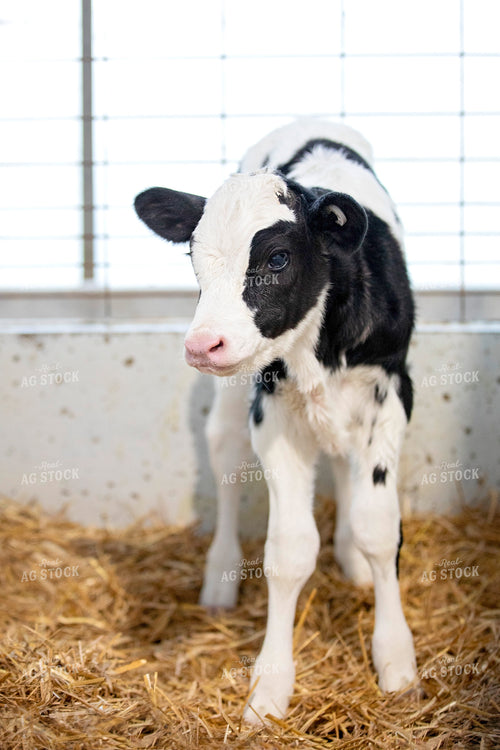 Dairy Calf 55213