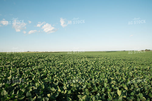 Soybean Field 25964