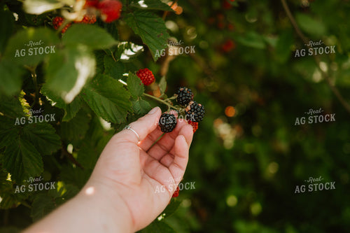 Picking Blackberries 125364