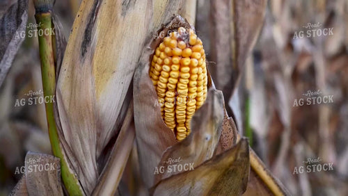 Corn on the Stalk in and out of Focus - 412