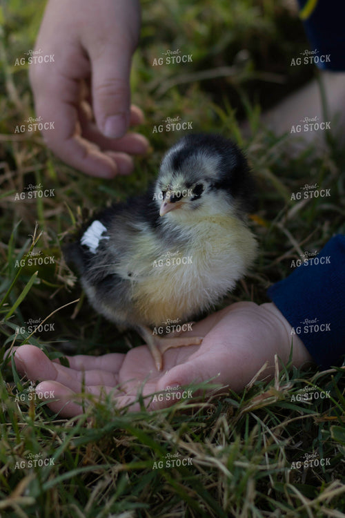 Person Holding Chick 108033