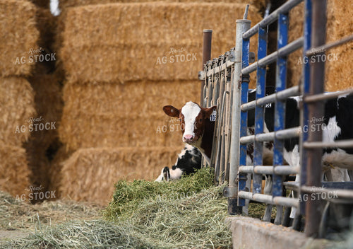 Cattle in Barn 120021