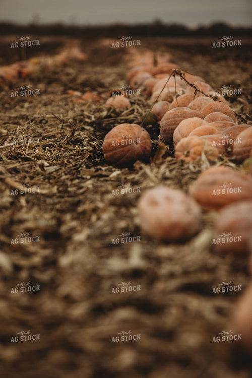 Food Pumpkins 3535