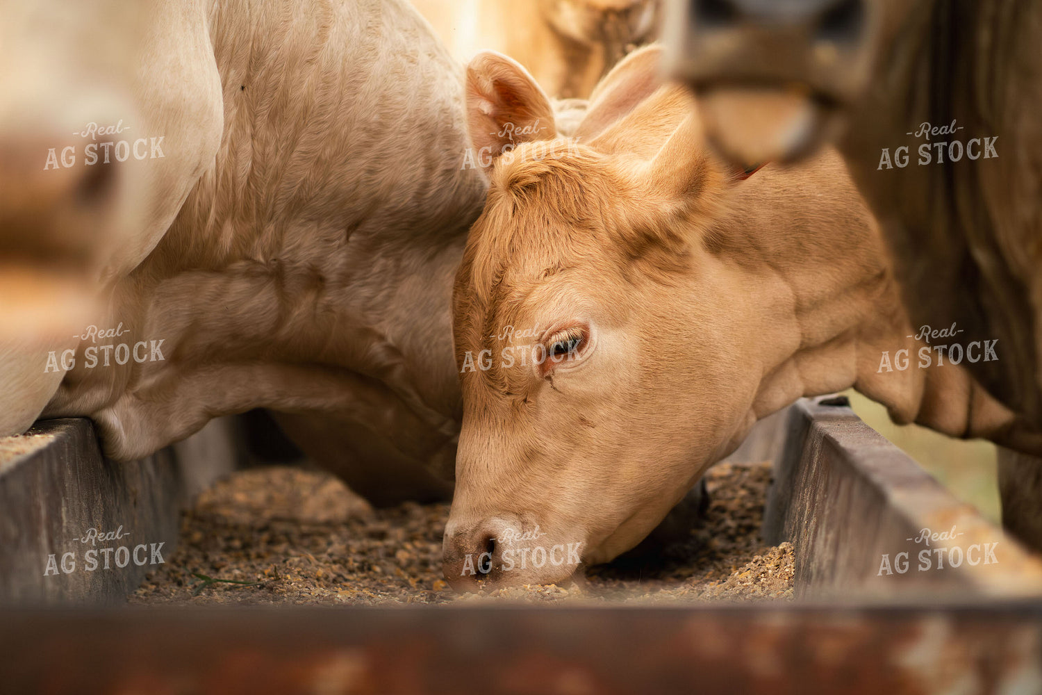 Charolais Cattle on Pasture 288008